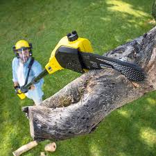 Trusted Jackson, CA Tree Care Services Experts