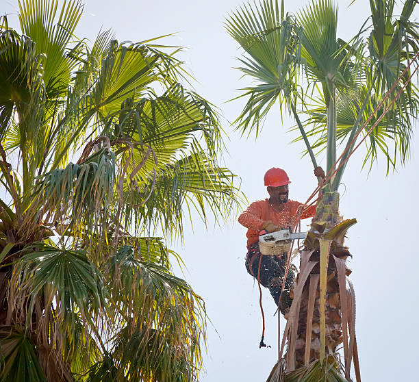 Best Arborist Consultation Services  in Jackson, CA