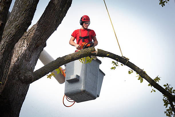 How Our Tree Care Process Works  in  Jackson, CA